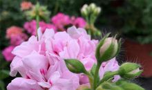 海贼王里关于友情的句子