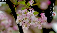 一句话赞樱花美