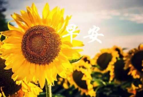 祝愿在早上给情人的语言1