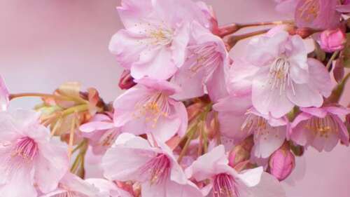 30，看着樱花，悲伤在流动中，但不能隐藏斑驳的流动。