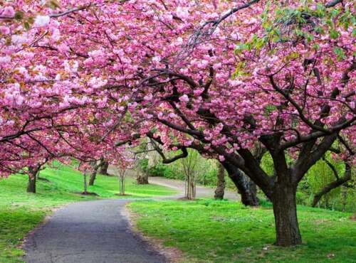 37幸运的是，从这个春天跳舞。