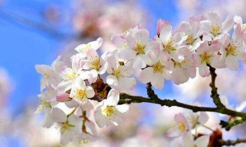关于樱花的美丽短暂的句子
