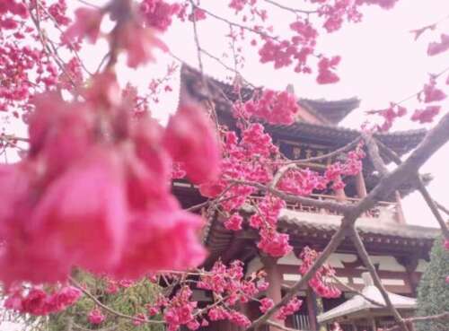 描述樱花的美丽句子