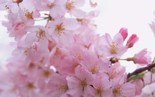 描述樱花的美丽句子短1