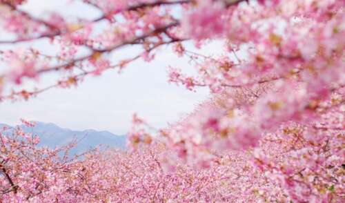 COODWWWRITER 1用于樱花1