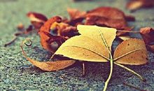 重阳节问候短信送长辈