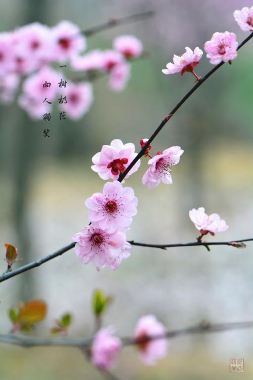 三月花开的诗句