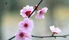 三月花开的诗句