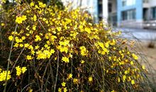 金黄的迎春花开放了拟人句