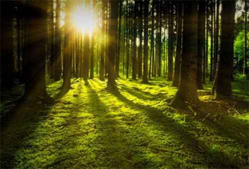 15.植物在眼中，绿色涟漪;培养湾仔苗，有时会有全眼洋葱;保护森林和固体沙子。树植物在这里，种植了希望的树木，我们也有一个绿色的家！