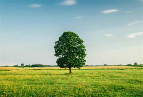 适合乔木节送一群朋友说1