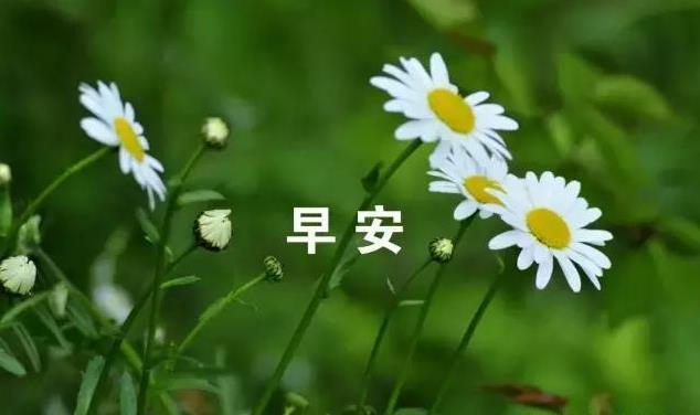 早上，客户问候短信