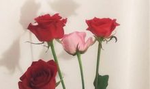 三八妇女节祝福语说说