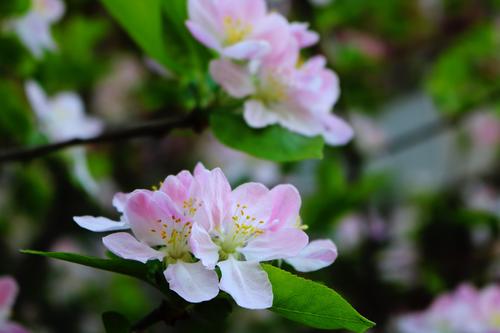 喜欢春天的说说