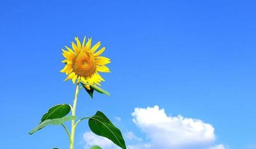 灯笼节致辞SMS内容1