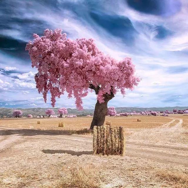 句子的新开头是美丽的1