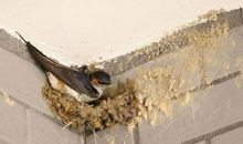 燕子筑巢的诗句