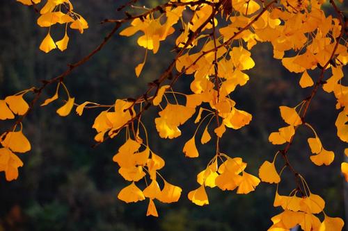 什么似乎就像银杏叶一样？