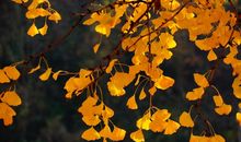 风中的银杏叶像好像什么