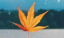 想离开的伤感句子说说心情