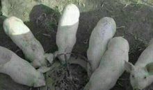 两天没吃饭的说说