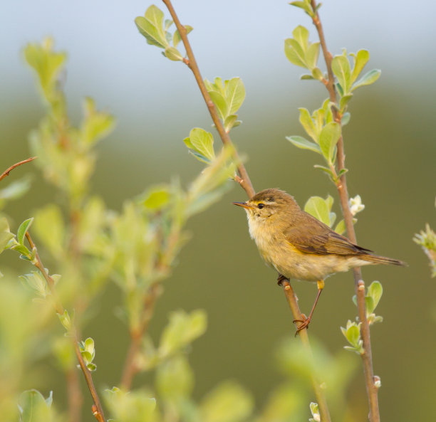 15，五组五组，一个分支，谁在战斗，只有我十六岁。