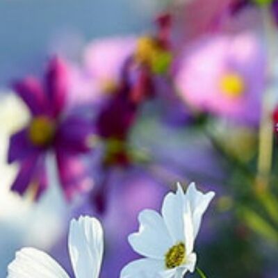 哲学句子1为友谊1