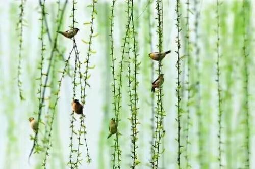 描述春天柳树的诗歌