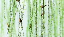 描写春天柳树的诗句子