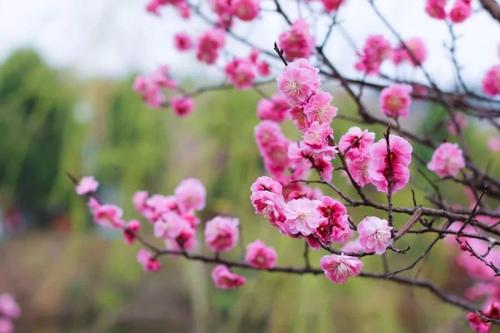 三月踏青的好句子