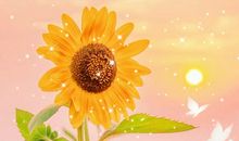 阳光总在风雨后励志语