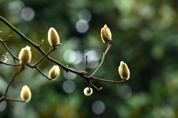 描述春季到达恢复的句子2