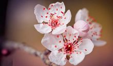 描写春天的四字成语135个