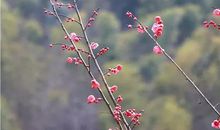 描写春天的诗句 古诗100句