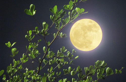 描述灯节节的句子