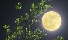 描写元宵节月亮的句子优美