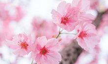 春暖花开的句子说说