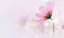 春分早安说说句子