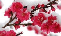 雪中的梅花的诗句