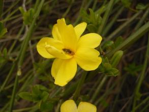 像春天的春天花是什么？