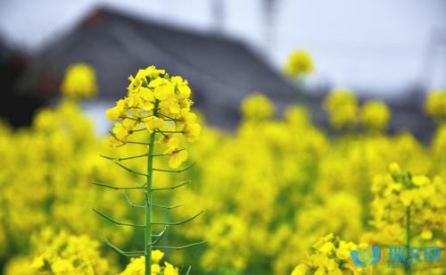 描述春天风景的诗