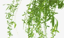 春天像个仿写句子大全