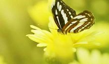 每日正能量语录2021