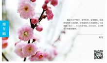 描写花的美句
