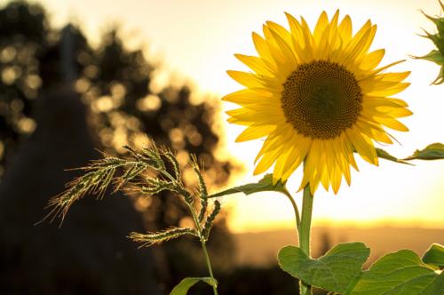 积极的能量句充满了阳光