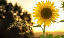 充满阳光的正能量句子