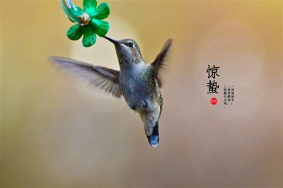 诗歌大约8个恐怖节气门1