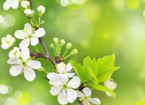 描述弹簧的合成，美丽的句子1