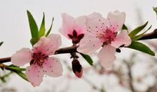 关于春天激励话语