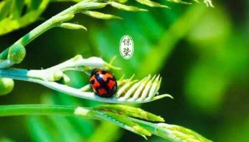 描述美丽的句子2